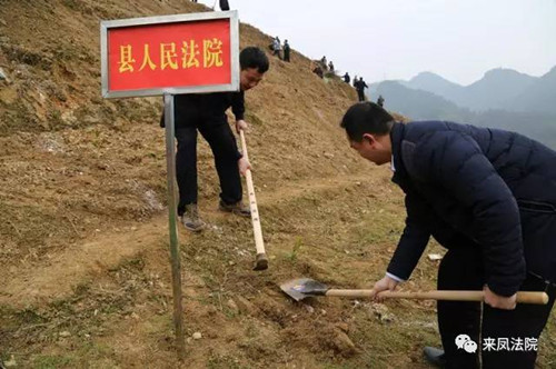 植树3.jpg